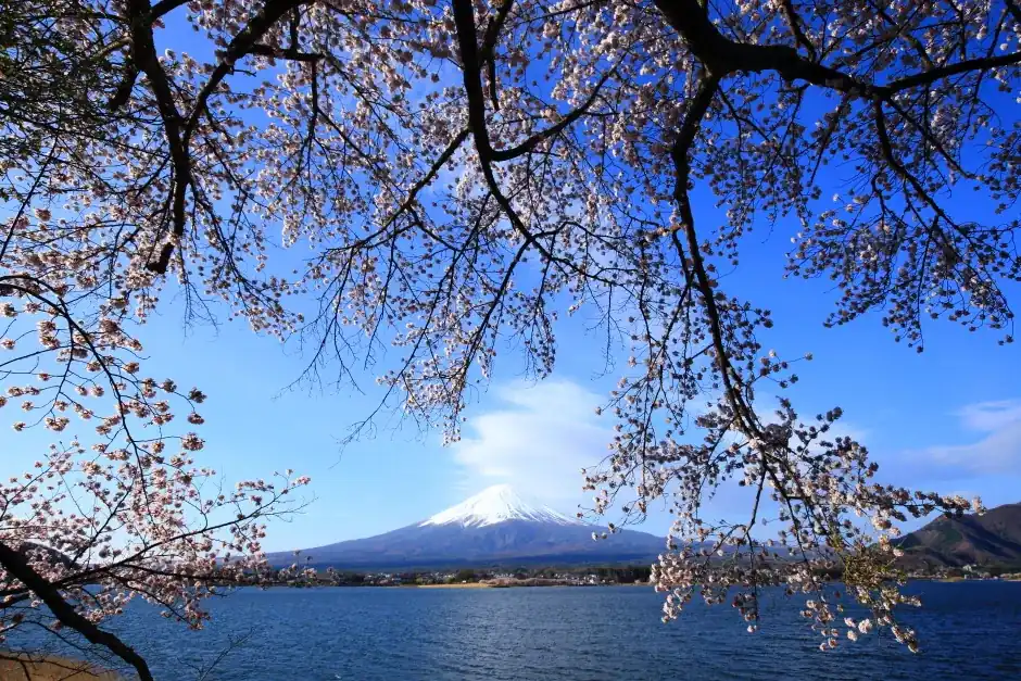 Cherry blossom branches framing Mount Fuji across a lakeside view